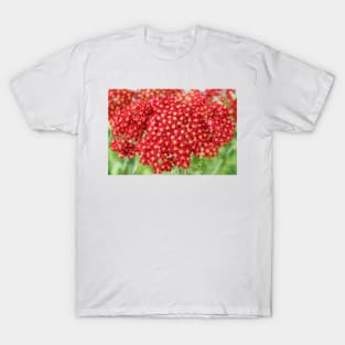 Achillea &#39;Fanal&#39; Yarrow Syn. Achillea &#39;The Beacon&#39; T-Shirt